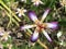 Flower Taipei Silk Toad Lily Close Up