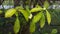 Flower of tea plant Camellia sinensis White flower on a branch, Chinese tea bush blooming