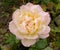 Flower of a tea rose (Rosa tea) close up