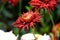 Flower Terracotta Chrysanthemum