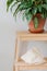 A flower in a terracotta pot stands on a wooden stand. White background. Minimalism. Scandinavian style