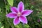 Flower terry clematis pink color