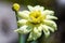 Flower terry daisy
