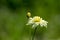 Flower terry daisy
