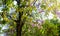 Flower of Thai crape myrtle, Lagerstroemia floribunda