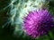 Flower Thistle