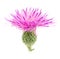 Flower thistle isolated on white background macro