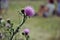Flower thorn purple in the field
