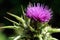 Flower and thorny leaves of milk thistle