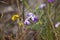 Flower of a three-horned stock, Matthiola tricuspidata