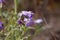 Flower of a three-horned stock, Matthiola tricuspidata