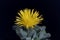 Flower of a tiger jaws, Faucaria tigrina