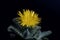 Flower of a tiger jaws, Faucaria tigrina