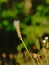 Flower of Timothy-grass - Phleum pratense
