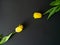 Flower to flower. Lovely fresh yellow tulip flower buds stretch towards each other on a black paper background. Helping hand