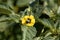 Flower of a Tomatillo, Physalis philadelphica