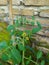 Flower tomato hydroponic system in small garden
