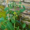 Flower tomato hydroponic system in small garden