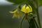 Flower of tomato plant