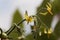 Flower of a tomato plant Solanum lycopersicum