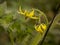 Flower tomatoes