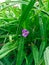 The flower of the Tradescantia Virginia in raindrops with green foliage. Flowers in rainy weather. A rare plant in the horizontal