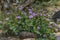 Flower Trailing Four O\\\'clock on a footpath in Capitol Reef National Park