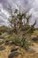 Flower Trailing Four O\\\'clock on a footpath in Capitol Reef National Park under the cloudy sky