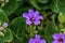 Flower Trailing Four O\\\'clock found on the Hickman Bridge Trail in the Capitol Reef National Park