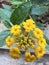 Flower - Trailing Lantana