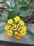 Flower - Trailing lantana