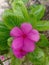 flower tread dara or its scientific name is Catharanthus roseus