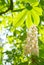 Flower tree chestnut