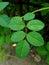 Flower tree leaves waterdrops image