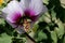 Flower of Tree Mallow, Lavatera maritima