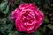 Flower of Tree Rose Variety