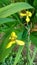 Flower, Trimezia, nature, yellow, green