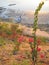 Flower with tropical beach and sea in the back, Labuan Bajo, Flores, Indonesia