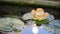 Flower of a tropical tree in the water. Reflection of the Golden dome of the temple in the water. The water ripples in the wind