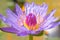 Flower of tropical water lily `Blue Pigmy` Nymphaea colorata