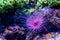 Flower tube sea anemone in closeup, purple and pink neon colors, Tropical animal specie from the Indo-pacific ocean