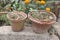 Flower Tubs Close up Shot.