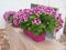 Flower tubs wilh pelargonium