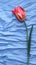 Flower tulip on blue silk