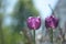 A flower tulip with green leaf on a spring summer day Background with a field of tulips closeup Design of a holiday postcard