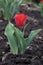 Flower tulip grows on the ground