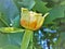 Flower of Tulip Poplar Tree