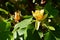 Flower of the tulip tree, Liriodendron tulipifera