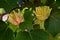 Flower of the tulip tree, Liriodendron tulipifera