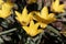 Flower of the Tulip Tulipa kolpakowskiana